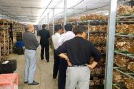 中盛永基食用菌加盟费用及健康服务项目详情解析